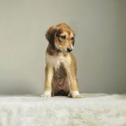 Moyo Pori ABERCROMBIE