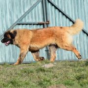 KIND OF MAGIC Ginger Heaven 