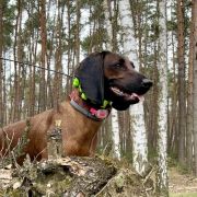 Dziara z Krainy Przodków FCI