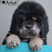 HEBE Arhat