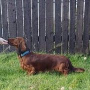 ARS AMANDI Marzenie Gabrysi FCI