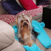 BRANDY z Krainy Fiony