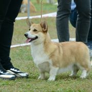 Yoga Raja iz Gvardii Corgos 