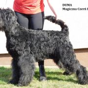 Duma Magiczna Czerń FCI