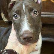 Anxunamon Moonflower Dogs