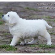 JAGNA Athel Loren 