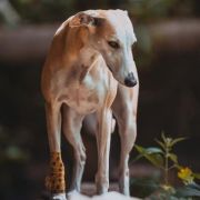 Intriga'S Moulin Rouge