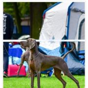 FILOMENA Psi Folwark