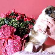 NOBLE NOVEL Impuls i Splendor