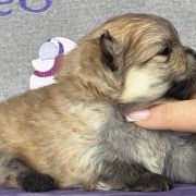 YOUR LOVE the Scarlet Hill