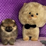 OPAL the Scarlet Hill