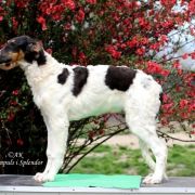 KING LONGWANG Impuls i Splendor