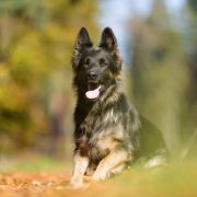 GRAPPA Beskidzka Wataha