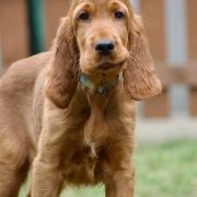 ETERNIA CRINGER Ginger State of Mind