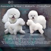 Luna for Best Western Diamond Paradise