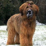 QUANTICA El`Bridorado