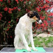 KING LONGWANG Impuls i Splendor