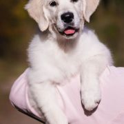 ALMOST ALL of Wolf Point