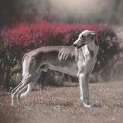 OSTROMIR IMPULS I SPLENDOR Arcturus