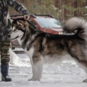 Sumerechnyy Volk Werewolf From Quileute