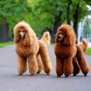 Pudel duży płowy, czerwony, aprikot 