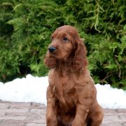 VIVALDI VIKING Unique Reds (FCI)