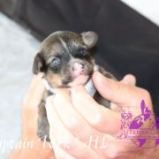 Captain Kirk in Terra Civis 