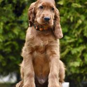 ETERNIA PANTHOR Ginger State of Mind