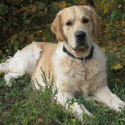  Ch. Swift Spoor-Finder Kattyval 