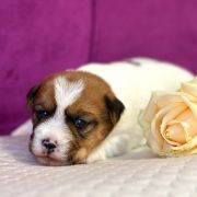 Princess Fairytale Heavenly-Blessing