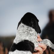 Fakir Z Magicznej Kniei 