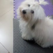 Lady Gaga Dolina Marzeń 