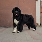 BRONEK z Rogowa Rodem 