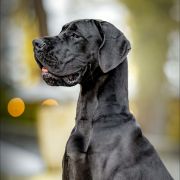 ATILA Gradiator Gang FCI