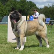 Algoma Dispersing Sorrow Kattyval 