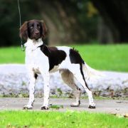 JORT V.H. VELHORSTERVELD