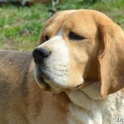 SELESTA'S DREAMS KNOW HOW TO WIN