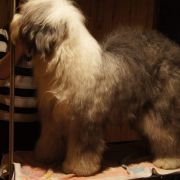 NO I UDAŁO SIĘ! Bobicowo FCI