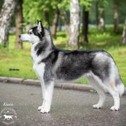 Graffsiberians Kiara The Princess