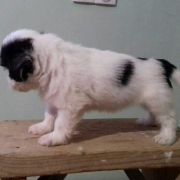 DASZEŃKA Dio Present