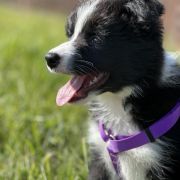 A' MILKY WAY Borderowe Roztocze