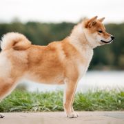 Agent Carter at v.d Egmato