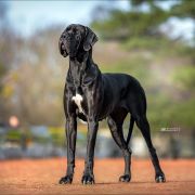 FANFARA Boni Mores FCI