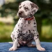 BRAWURKA z Łaciatej Krainy