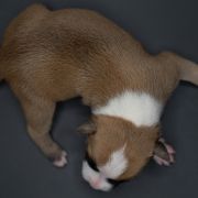 CORYDALIS LUTEA American Heart