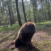 Aqua Jurajskie Niedźwiadki FCI 