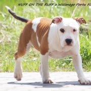 Nuff Of The Ruff z Wiślanego Portu