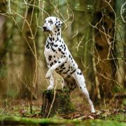 DUNCANSBY SPOTTED LORETTA