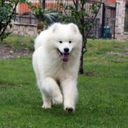 Szczeniak Samoyed