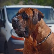 ISAMU Mazurski Samuraj